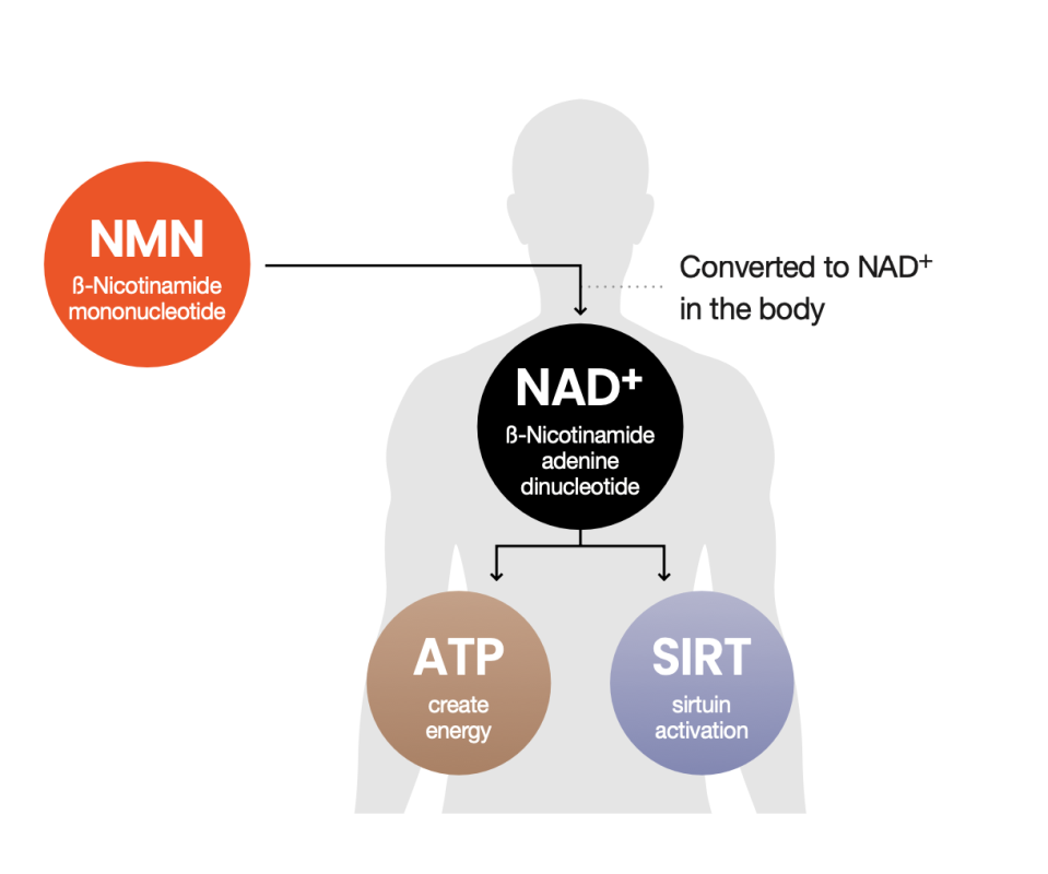 non nad+ diagram in the body