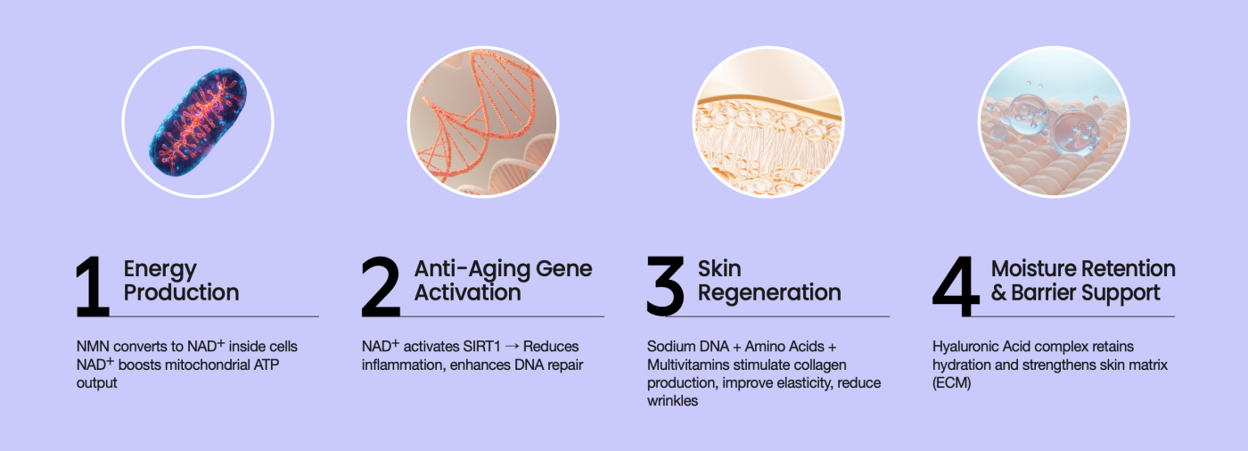 information on NMN 4 steps